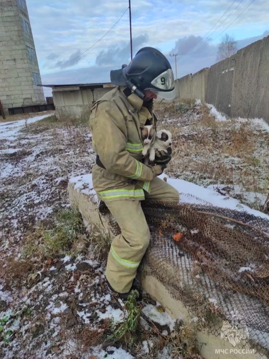 Фото Восемь щенят и собаку приютили пожарные в части 2